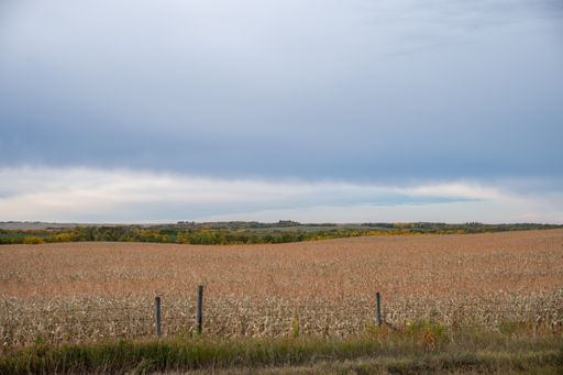 The wheat field under the sky
