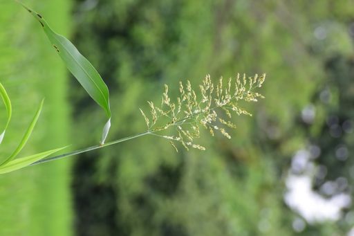 A shallow focus of a sprig growing in nature.