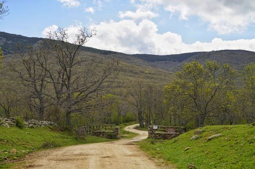 A rural road surrounded by greenery under a cloudy sky