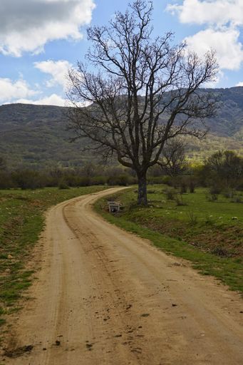 A vertical shot of rural road surrounded by greenery under a cloudy sky