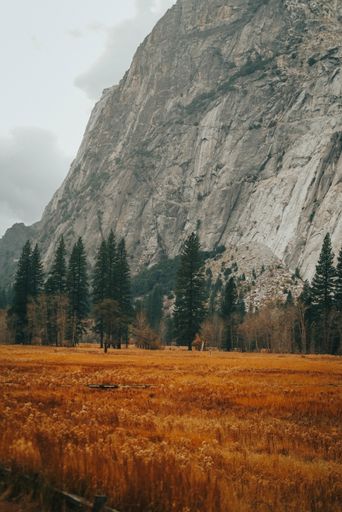 A vertical shot of a field with tall trees and a rocky mountain in the background