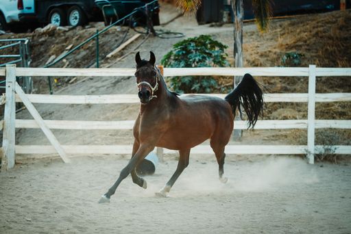 A beautiful shot of a brown horse wearing a white harness running on a sandy ground