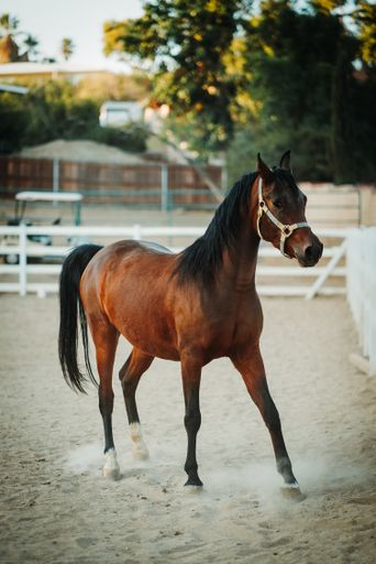 A shallow focus vertical shot of a brown horse wearing a harness walking on a sandy ground with a blurred background