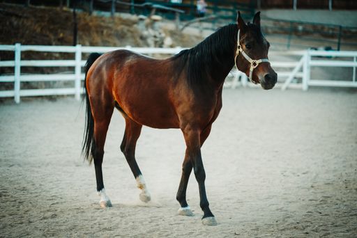 A shallow focus shot of a brown horse wearing a harness walking on a sandy ground with a blurred background