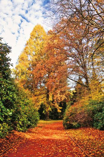 A vertical shot of a beautiful autumnal park covered in yellow leaves and lush greenery