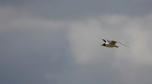 A seagull with sharp wings and an open beak flying in a dark, gloomy sky with dim clouds