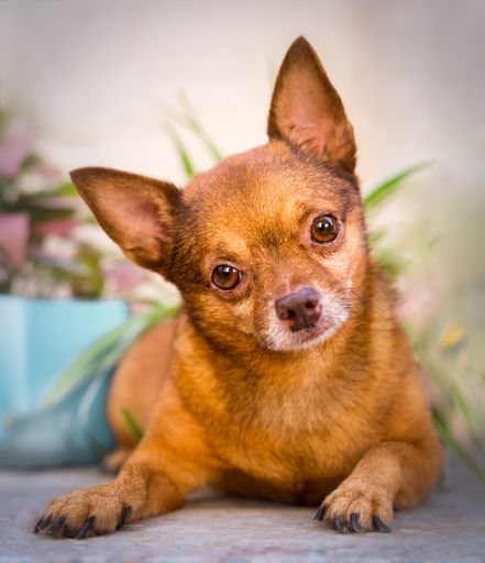 A closeup of a cute little chihuahua looking at the camera and tilting its head in curiosity