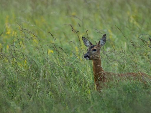 A deer peeks through tall grass in a lush green meadow, showcasing the beauty of wildlife in its natural habitat.