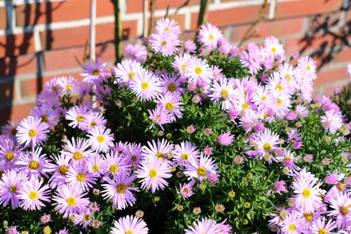 Purple flowers in front of a red brick wall on a sunny day. Selective focus close up of decorative garden plants.