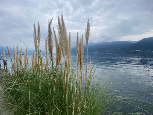The dry reed seeds by a beautiful lake against a gray cloudy sky during the daytime