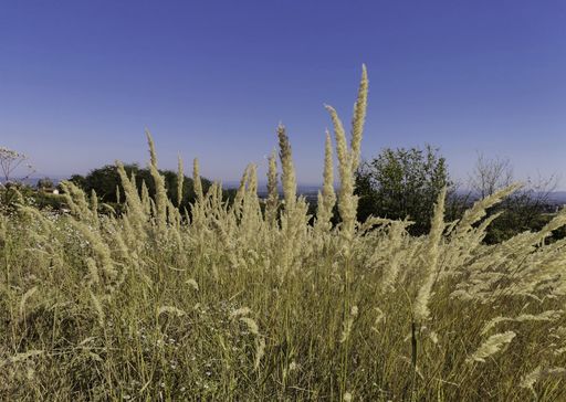 A beautiful shot of field flowers on a sunny day.