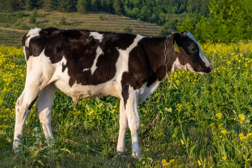 A closeup of a tethered young bull grazing at a field