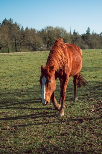 A vertical shot of a magnificent brown horse on a grass-covered field surrounded by trees