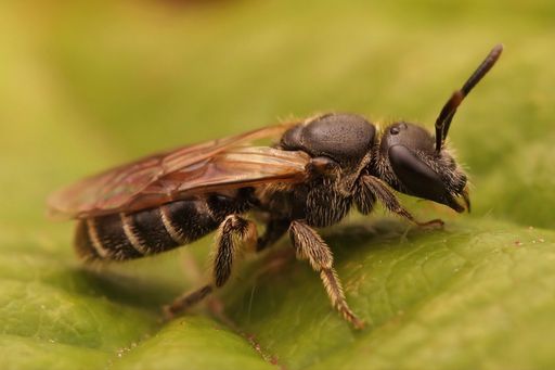 A macro closeup shot of a female furrow bee on a green leaf