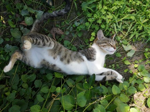 A top view of an adorable striped cat lying on the ground covered in green plants