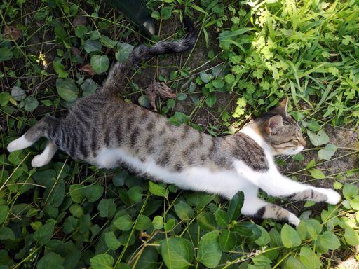 A top view of a cute gray cat lying and resting between plants