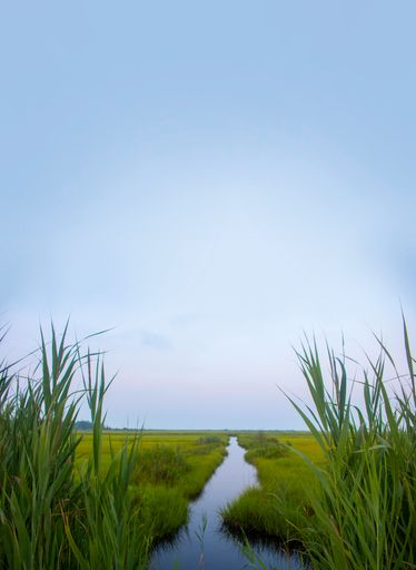 A vertical shot of a waterway on a grassy land swamp with day blue sky