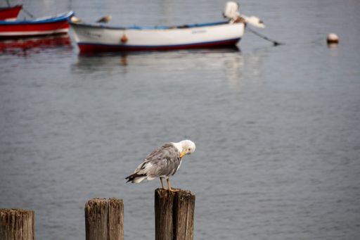A side view of a beautiful lovely gray adult seagull perched on a wooden post in the sea during the daytime