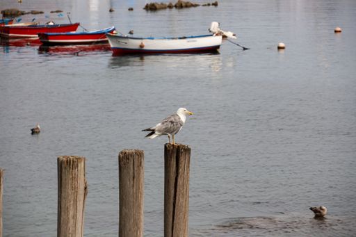 A side view of a beautiful lovely gray adult seagull perched on a wooden post in the sea during the daytime