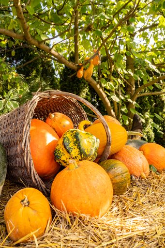 A vertical view of pumpkins in the basket with dry straw at the outdoor market
