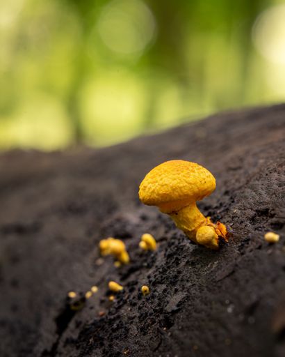 A closeup of a mushroom