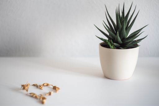 The plant in the vase