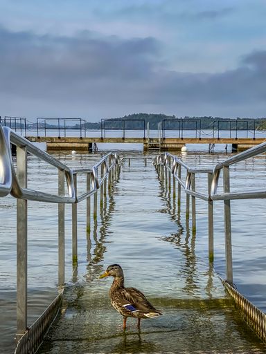 A vertical closeup shot of a duck standing on a partly underwater metallic pier in Stockholm, Sweden