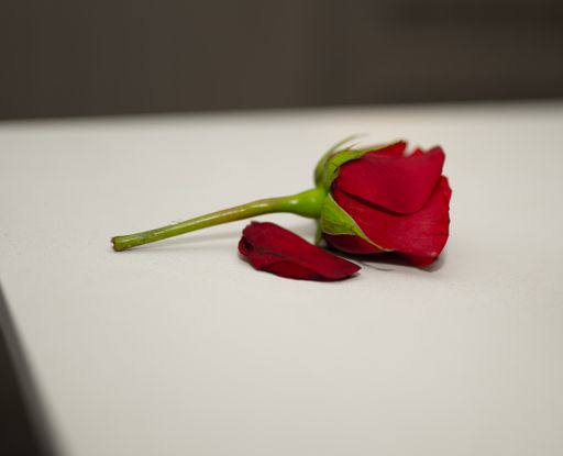 A closeup of a red rose on a white surface with a blurry background