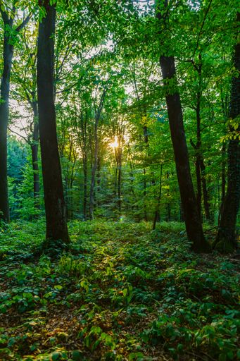 A vertical shot of the sun shining through green forest trees