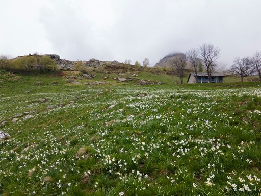 A beautiful meadow covered by spring flowers and a village house
