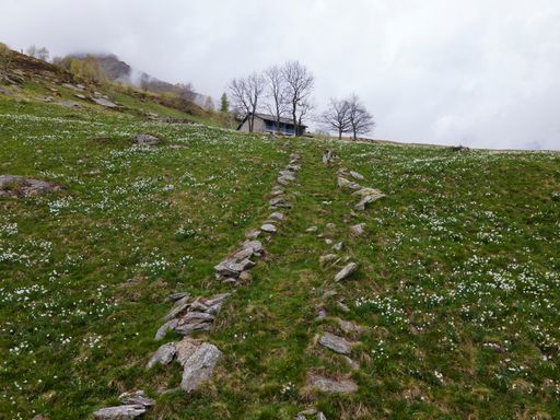 A beautiful meadow covered by spring flowers and a village house