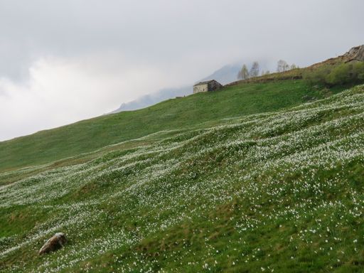 A beautiful meadow covered by spring flowers and a village house