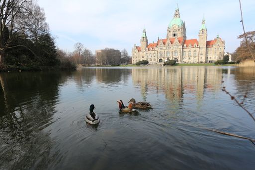 A beautiful view of swimming ducks in the lake of new town hall in Hannover, Lower Saxony, Germany