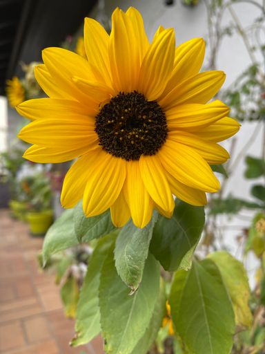 A vertical closeup shot of a blooming yellow sunflower