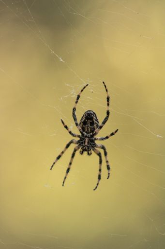 A vertical shot of a European garden spider on the web