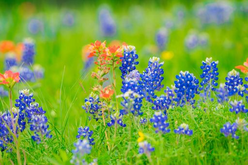 A vibrant field of bluebonnets and Indian paintbrush flowers in full bloom, showcasing nature's colorful beauty.