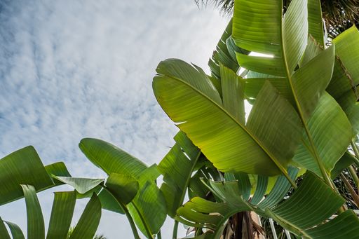 A closeup shot of large beautiful exotical tropical leaves on a teal blue background