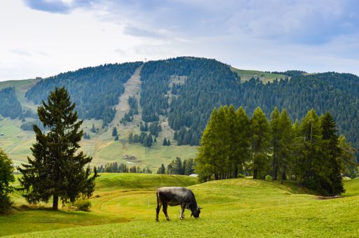 The beautiful view of the green fields and mountains. Alpe di Siusi, Dolomites, Italy.