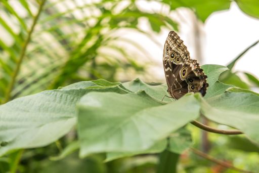 A close-up shot of a butterfly on  a green leaf
