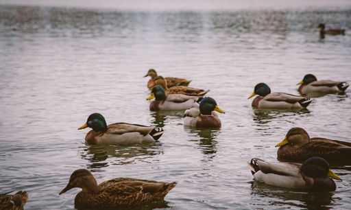 A serene scene of ducks swimming on a calm lake, with reflections on the water surface.
