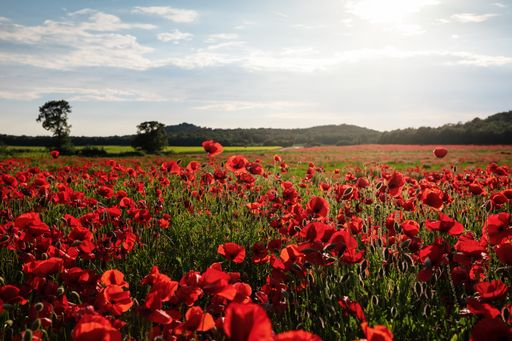 A breathtaking view of a green field covered with poppies