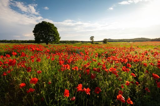 A breathtaking view of a green field covered with poppies