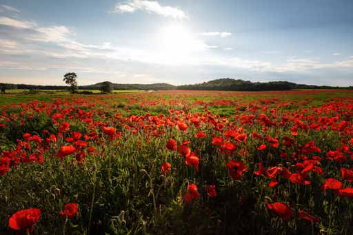 A breathtaking view of a green field covered with poppies
