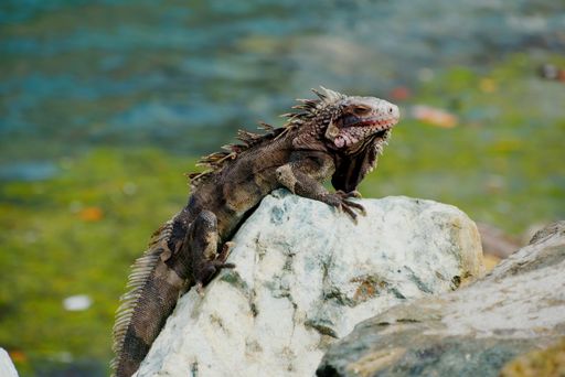 A close-up of an iguana perched on a rock with a blurred natural background.