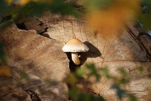 A single, brown mushroom on a tree trunk