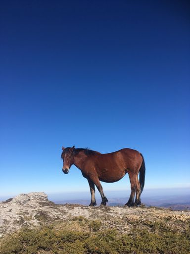 A vertical shot of a horse on mountains