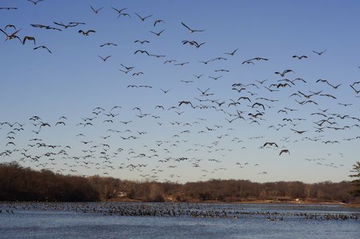 A huge flock of Canadian geese flying over Wyandotte County Lake, USA