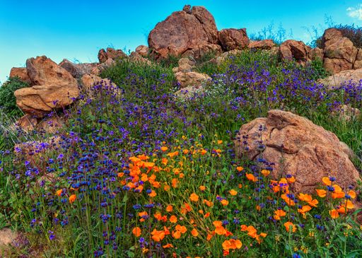 A low angle shot of the beautiful flowers at the foot of the mountain under the clear blue sky