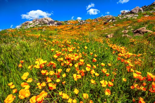A low angle shot of the beautiful flowers at the foot of the mountain under the clear blue sky