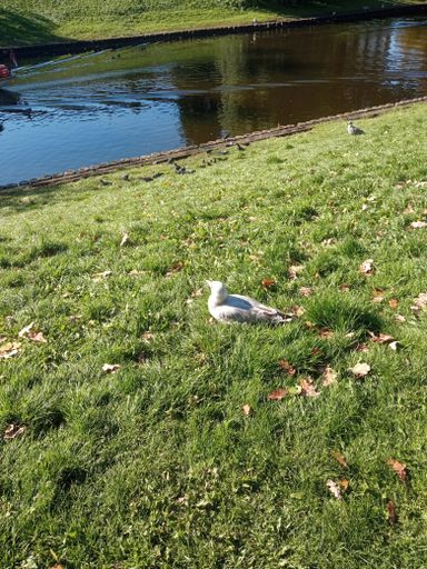 A vertical shot of a herring gull on the ground covered in the grass and dried leaves on a sunny day